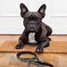 Star Wars The Mandalorian (Medium) Dog Leash